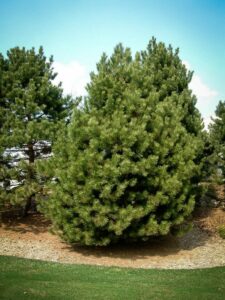 Сосна Чёрная (Pinus Nigra) купить по цене от 270.00р. в интернет-магазине «Посадика» с доставкой почтой в в Болотноее и по всей России – [изображение №1].