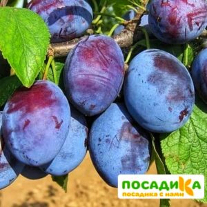 Слива Чачакская ранняя купить по цене от 229.00р. в интернет-магазине «Посадика» с доставкой почтой в в Болотноее и по всей России – [изображение №1].