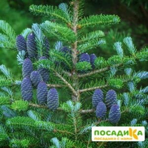 Пихта корейская (Abies koreana) купить по цене от 450.00р. в интернет-магазине «Посадика» с доставкой почтой в в Болотноее и по всей России – [изображение №1].