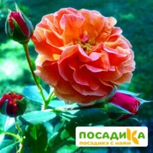 Роза Арабия купить по цене от 350.00р. в интернет-магазине «Посадика» с доставкой почтой в в Болотноее и по всей России – [изображение №1].