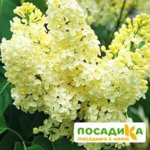 Сирень Примроуз (Primrose) купить по цене от 529.00р. в интернет-магазине «Посадика» с доставкой почтой в в Болотноее и по всей России – [изображение №1].