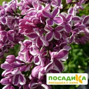 Сирень Сенсация купить по цене от 529.00р. в интернет-магазине «Посадика» с доставкой почтой в в Болотноее и по всей России – [изображение №1].