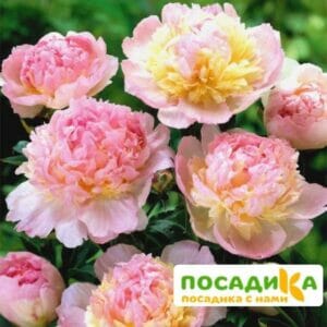 Пион Распберри Сандей (Paeonia Raspberry Sundae) купить по цене от 959р. в интернет-магазине «Посадика» с доставкой почтой в в Болотноее и по всей России – [изображение №1].