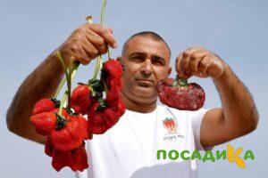 Клубника Гигант Джорнея купить по цене от 266р. в интернет-магазине «Посадика» с доставкой почтой в в Болотноее и по всей России – [изображение №1].