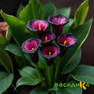 Калла Аура Лейс купить по цене от 400р. в интернет-магазине «Посадика» с доставкой почтой в в Болотноее и по всей России – [изображение №1].