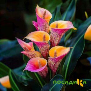 Калла Оникс купить по цене от 450р. в интернет-магазине «Посадика» с доставкой почтой в в Болотноее и по всей России – [изображение №1].
