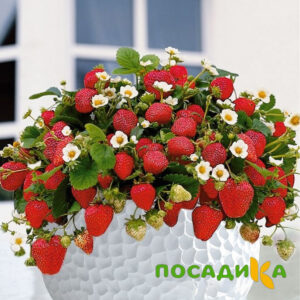 Клубника Рубиновый Шепот (горшечная) купить по цене от 240р. в интернет-магазине «Посадика» с доставкой почтой в в Болотноее и по всей России – [изображение №1].