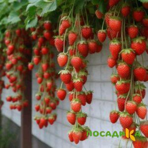 Клубника вьющаяся Комплимент купить по цене от 470р. в интернет-магазине «Посадика» с доставкой почтой в в Болотноее и по всей России – [изображение №1].