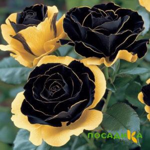 Роза Ханни Сикл купить по цене от 700р. в интернет-магазине «Посадика» с доставкой почтой в в Болотноее и по всей России – [изображение №1].