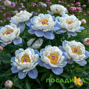 Пион акварельный Этюд купить по цене от 806р. в интернет-магазине «Посадика» с доставкой почтой в в Болотноее и по всей России – [изображение №1].