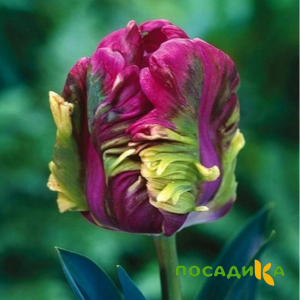 Тюльпан Экзотик Хэвен купить по цене от 186р. в интернет-магазине «Посадика» с доставкой почтой в в Болотноее и по всей России – [изображение №1].