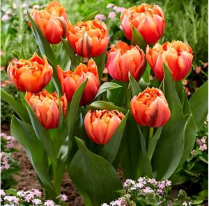 Тюльпан Гудошник Дабл купить по цене от 185р. в интернет-магазине «Посадика» с доставкой почтой в в Болотноее и по всей России – [изображение №1].