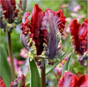 Тюльпан Рококо купить по цене от 350р. в интернет-магазине «Посадика» с доставкой почтой в в Болотноее и по всей России – [изображение №1].