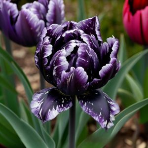 Тюльпан Индиго купить по цене от 600р. в интернет-магазине «Посадика» с доставкой почтой в в Болотноее и по всей России – [изображение №1].