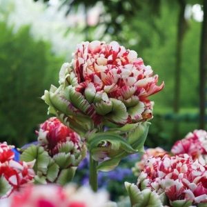 Тюльпан Дабл Флеминг Берд купить по цене от 249р. в интернет-магазине «Посадика» с доставкой почтой в в Болотноее и по всей России – [изображение №1].