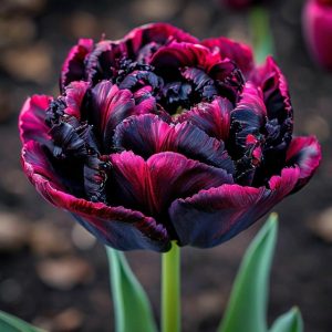 Тюльпан Фламинго купить по цене от 500р. в интернет-магазине «Посадика» с доставкой почтой в в Болотноее и по всей России – [изображение №1].