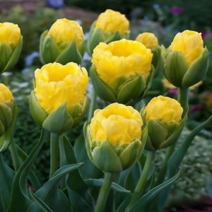 Тюльпан махровый Ванила Коп купить по цене от 159р. в интернет-магазине «Посадика» с доставкой почтой в в Болотноее и по всей России – [изображение №1].