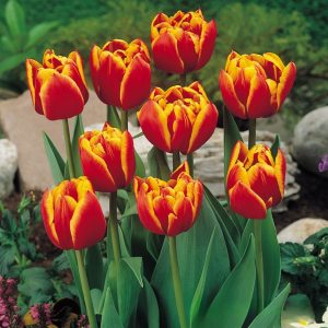 Тюльпан Блэк Фаер купить по цене от 275р. в интернет-магазине «Посадика» с доставкой почтой в в Болотноее и по всей России – [изображение №1].