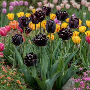 Тюльпан махровый Рейдинс Дарк купить по цене от 230р. в интернет-магазине «Посадика» с доставкой почтой в в Болотноее и по всей России – [изображение №1].