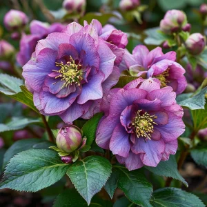 Морозник Айс Принцесс Чарм купить по цене от 650р. в интернет-магазине «Посадика» с доставкой почтой в в Болотноее и по всей России – [изображение №1].