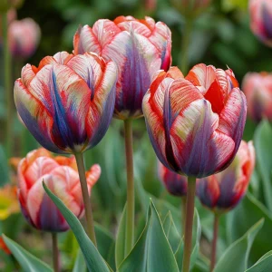 Тюльпан Эбисан Грэйс купить по цене от 217р. в интернет-магазине «Посадика» с доставкой почтой в в Болотноее и по всей России – [изображение №1].