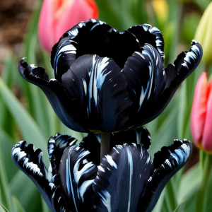Тюльпан Шелк Нуар купить по цене от 219р. в интернет-магазине «Посадика» с доставкой почтой в в Болотноее и по всей России – [изображение №1].