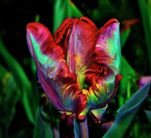 Тюльпан Эирпрайз купить по цене от 270р. в интернет-магазине «Посадика» с доставкой почтой в в Болотноее и по всей России – [изображение №1].